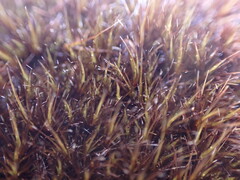 Campylopus atrovirens