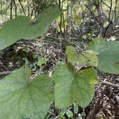 Menispermum canadense