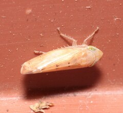 Synophropsis lauri