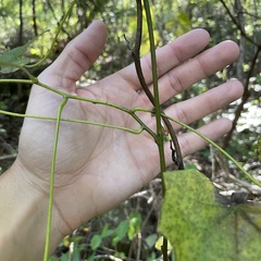 Menispermum canadense