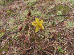 Cyanella lutea