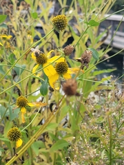 Rudbeckia laciniata