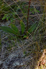 Primula jeffreyi