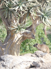 Procavia capensis capensis