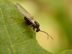 Cynips quercusfolii