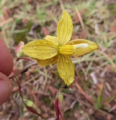 Cyanella lutea