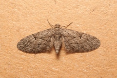Eupithecia oxycedrata