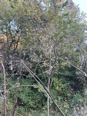 Angelica atropurpurea