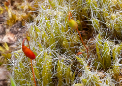 Campylopus introflexus