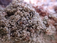 Coccotrema maritimum