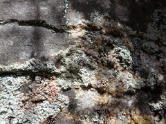 Coccotrema maritimum