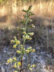 Solidago erecta