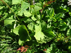 Adenostyles alliariae