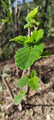 Urera baccifera
