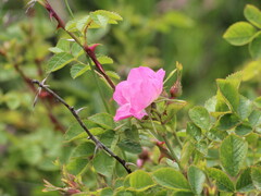 Rosa canina