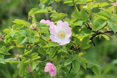 Rosa canina