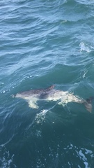 Stenella frontalis