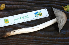 Coprinopsis insignis