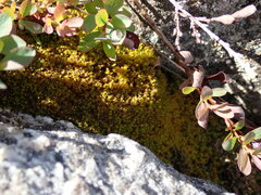 Herzogiella adscendens