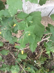 Mentzelia oligosperma