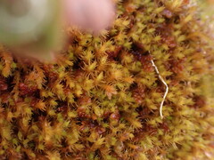 Herzogiella adscendens