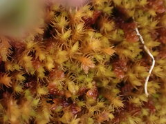 Herzogiella adscendens