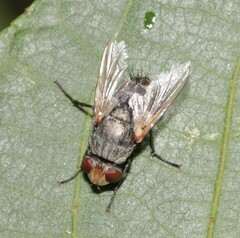 Miltogramminae