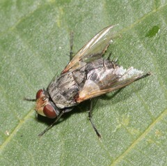 Miltogramminae