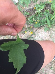 Mentzelia oligosperma