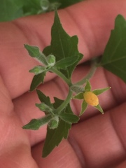 Mentzelia oligosperma