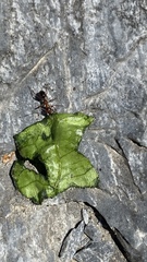Formica pallidefulva