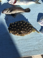 Chilomycterus schoepfii