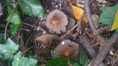 Micacei