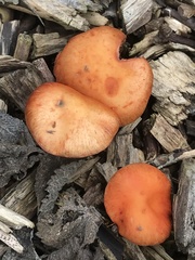 Leratiomyces
