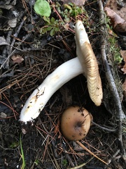 Heterophyllidia