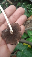 Micacei