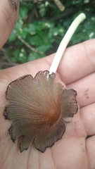 Micacei