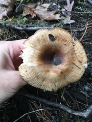 Heterophyllidia
