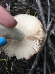 Heterophyllidia