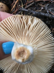 Heterophyllidia