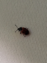 Endomychus biguttatus