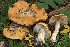 Cortinarius subrugulosus