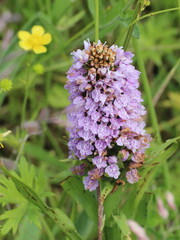 Dactylorhiza