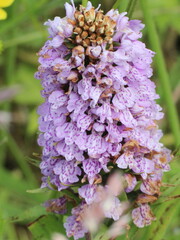 Dactylorhiza