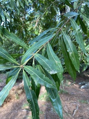 Brabejum stellatifolium