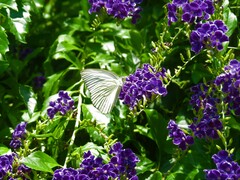 Ascia monuste monuste