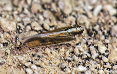 Tagosodes albolineosus