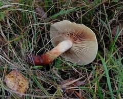 Cortinarius triumphans