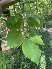 Fraxinus ornus