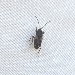 Megalonotus sabulicola
